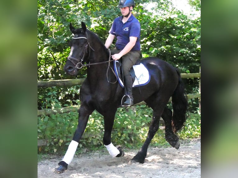 Friesen Mix Wallach 4 Jahre 158 cm Rappe in Dorsten