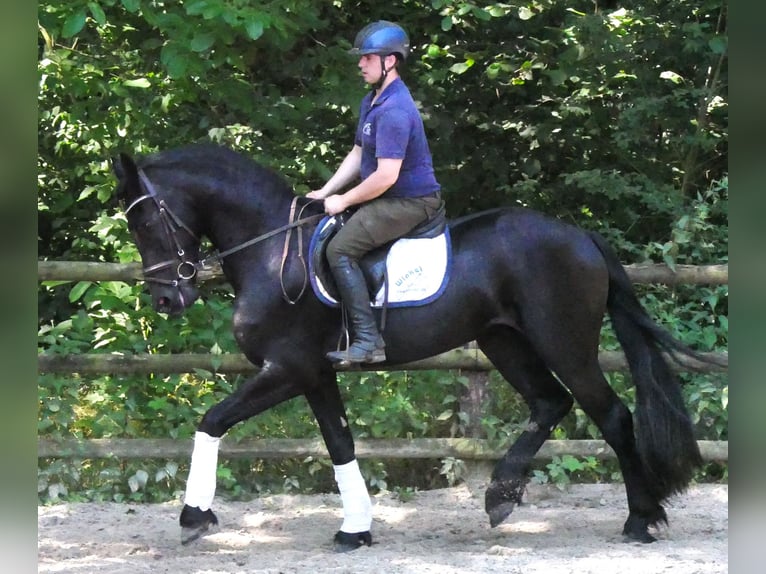 Friesen Mix Wallach 4 Jahre 158 cm Rappe in Dorsten