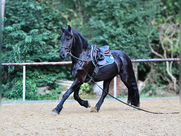 Friesen Wallach 4 Jahre 160 cm Rappe in Gnarrenburg
