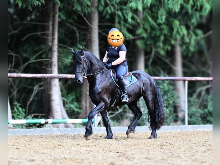 Friesen Wallach 4 Jahre 160 cm Rappe in Gnarrenburg