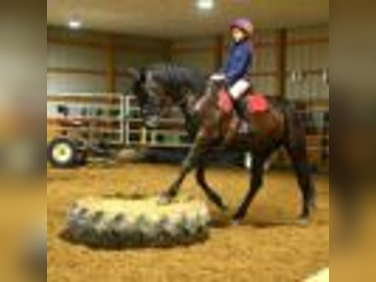 Friesen Wallach 4 Jahre 160 cm Rappe in Warsaw NY