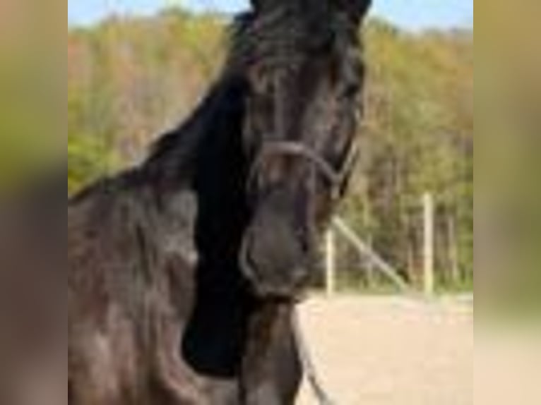 Friesen Wallach 4 Jahre 160 cm Rappe in Warsaw NY