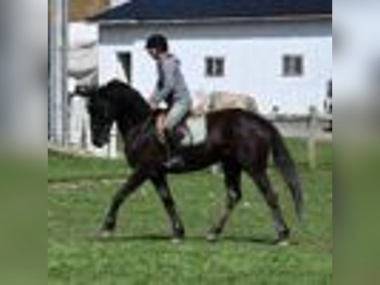 Friesen Wallach 4 Jahre 160 cm Rappe in Warsaw NY