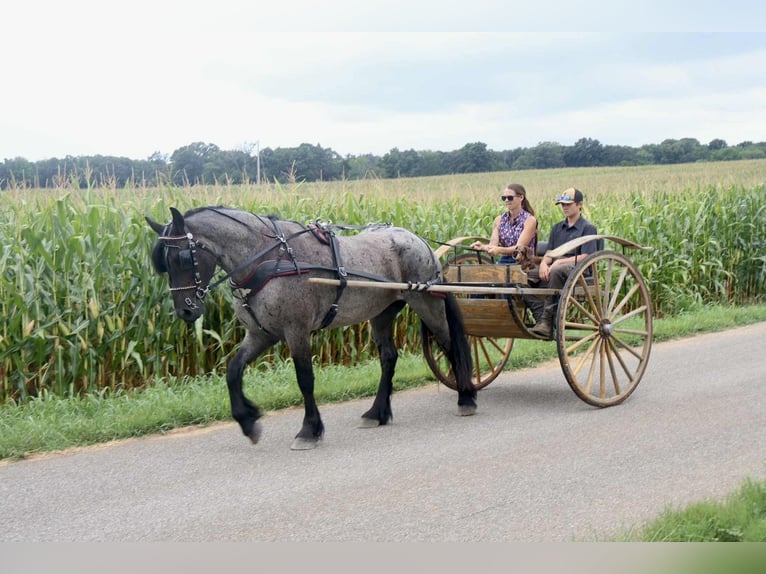 Friesen Mix Wallach 4 Jahre 160 cm Roan-Blue in Auburn, KY