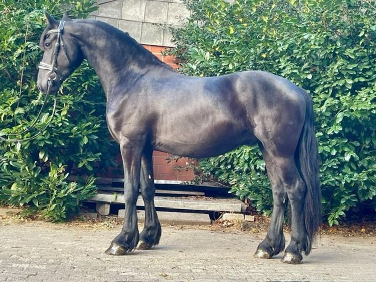 Friesen Wallach 4 Jahre 161 cm Rappe in Neustadt am Rübenberge