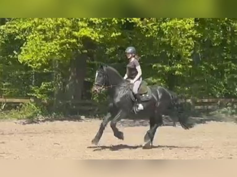 Friesen Wallach 4 Jahre 161 cm Schwarzbrauner in Braunschweig