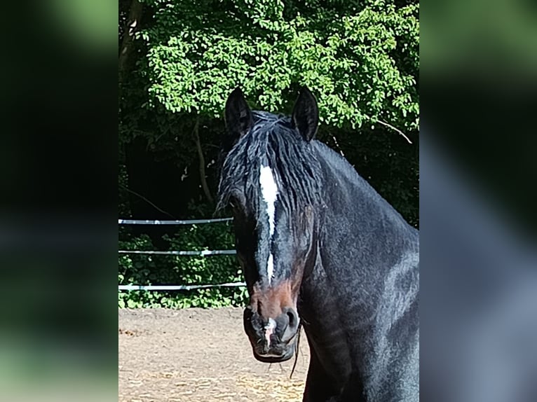 Friesen Wallach 4 Jahre 161 cm Schwarzbrauner in Braunschweig
