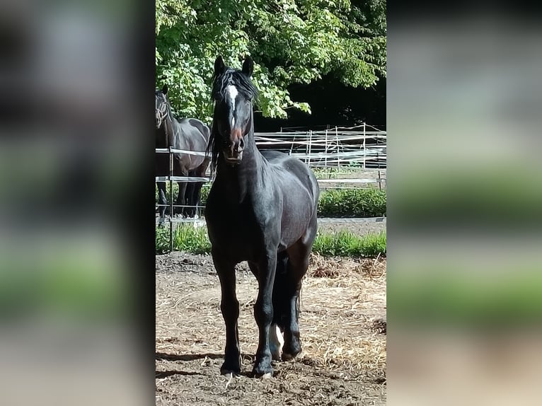 Friesen Wallach 4 Jahre 161 cm Schwarzbrauner in Braunschweig