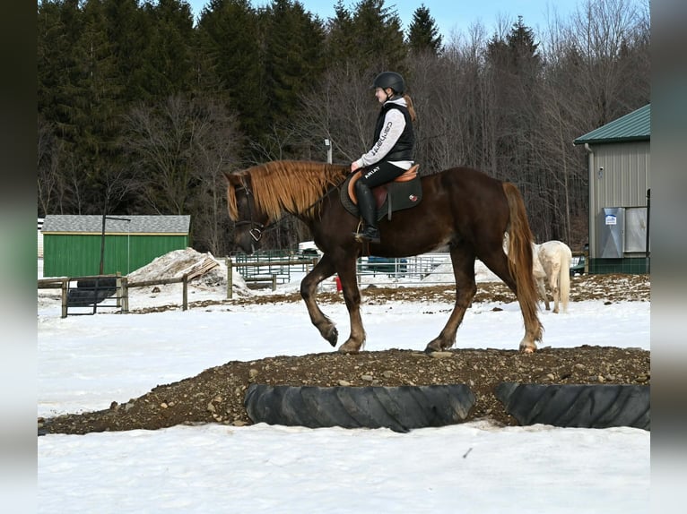 Friesen Wallach 4 Jahre 163 cm Dunkelfuchs in Warsaw
