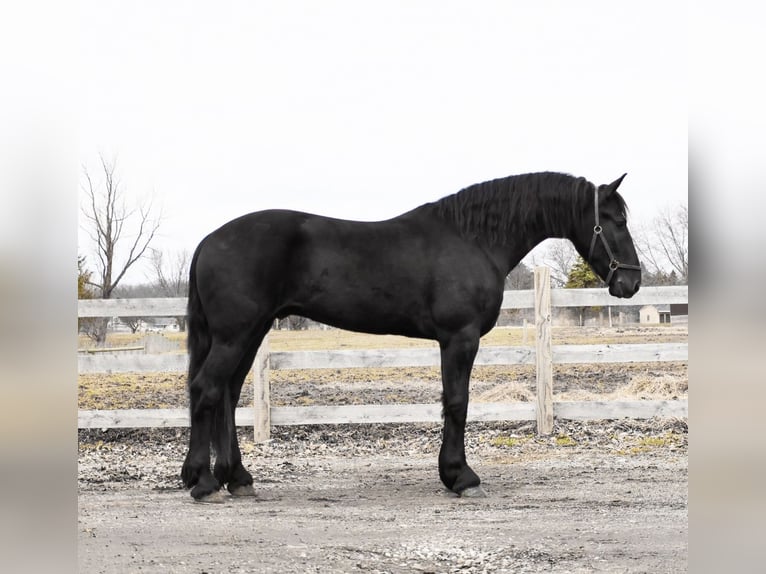 Friesen Wallach 4 Jahre 163 cm Rappe in Howell