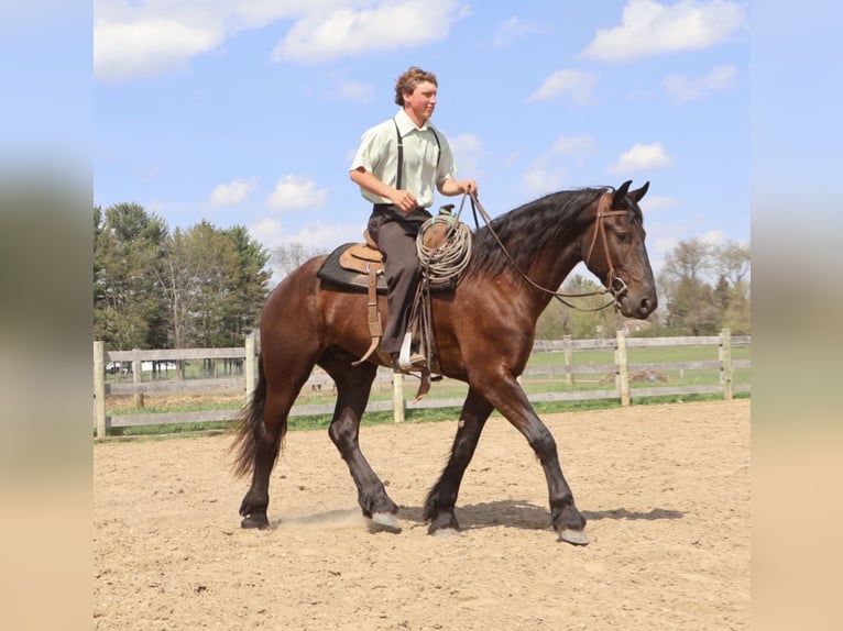 Friesen Wallach 4 Jahre 163 cm Rappe in Howell