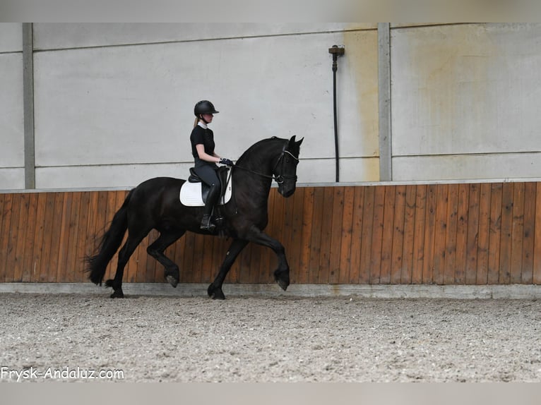 Friesen Wallach 4 Jahre 163 cm Rappe in Mijnsheerenland