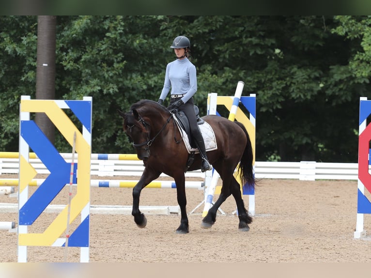 Friesen Mix Wallach 4 Jahre 163 cm Rappe in Clover, SC