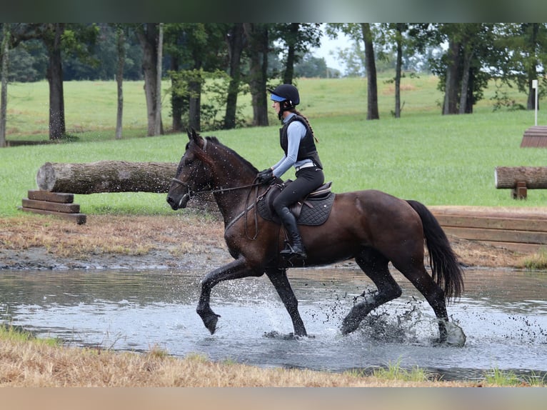 Friesen Mix Wallach 4 Jahre 163 cm Rappe in Clover, SC