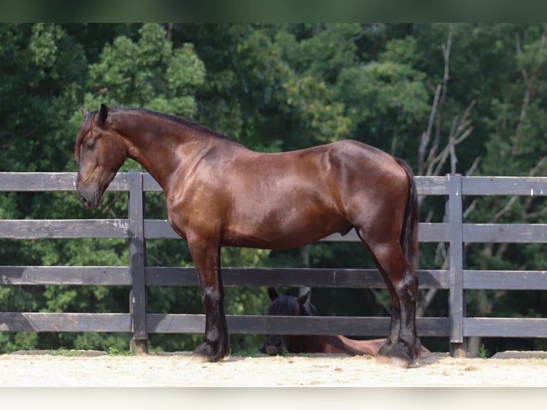 Friesen Mix Wallach 4 Jahre 163 cm Rappe in Clover, SC