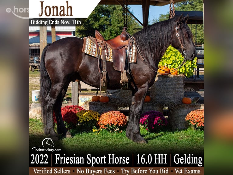 Friesen Mix Wallach 4 Jahre 163 cm Rappe in Shipshewana, IN