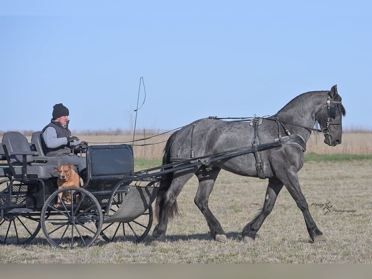 Friesen Wallach 4 Jahre 163 cm Roan-Blue in Fairbank IA