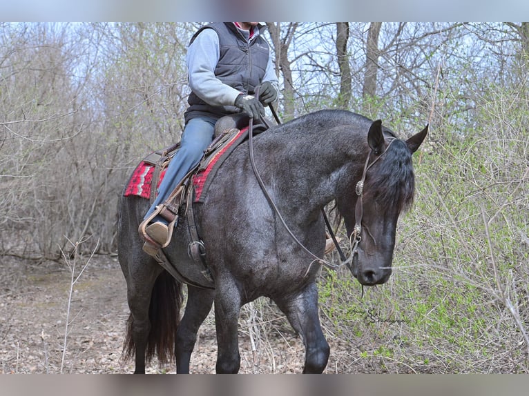 Friesen Wallach 4 Jahre 163 cm Roan-Blue in Fairbank IA