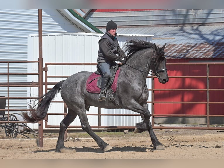 Friesen Wallach 4 Jahre 163 cm Roan-Blue in Fairbank IA