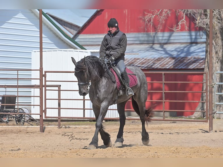 Friesen Wallach 4 Jahre 163 cm Roan-Blue in Fairbank IA
