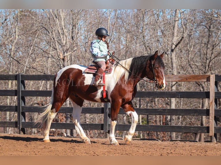 Friesen Mix Wallach 4 Jahre 163 cm in Clover, SC