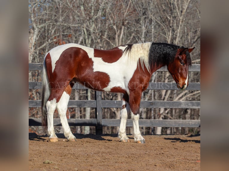 Friesen Mix Wallach 4 Jahre 163 cm in Clover, SC