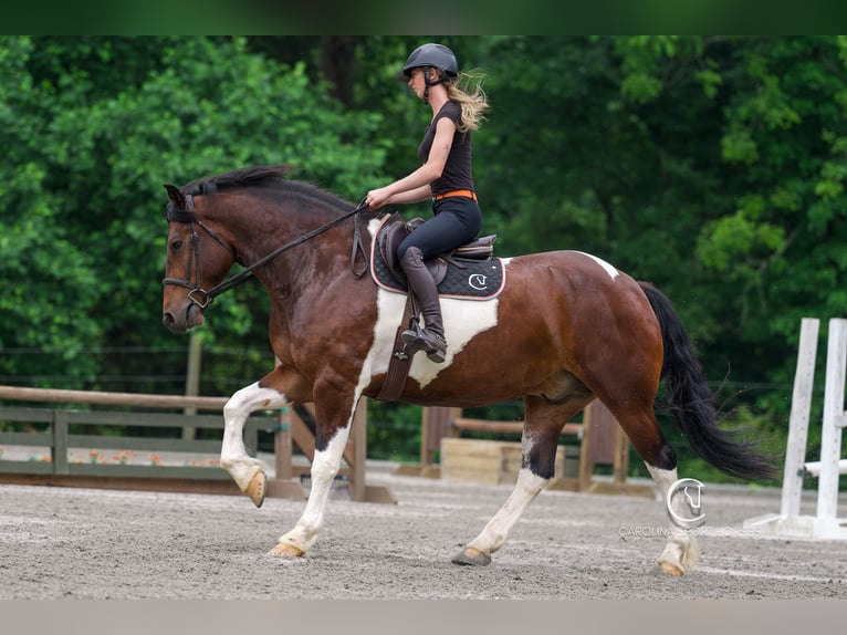 Friesen Wallach 4 Jahre 163 cm in Clover, SC