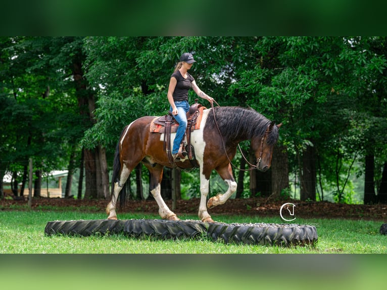 Friesen Wallach 4 Jahre 163 cm in Clover, SC