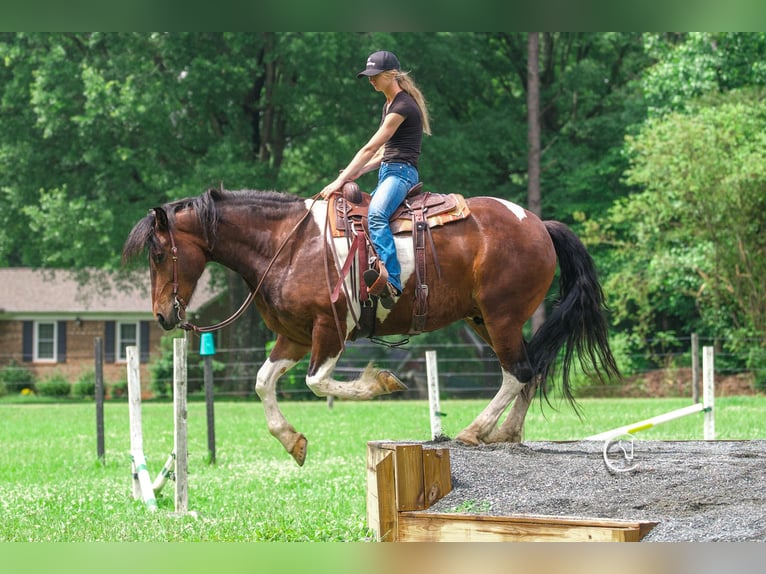 Friesen Wallach 4 Jahre 163 cm in Clover, SC