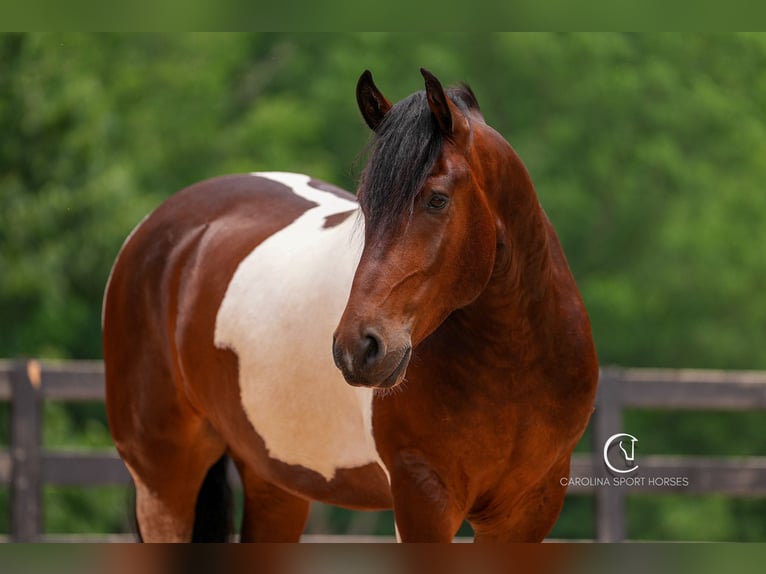 Friesen Wallach 4 Jahre 163 cm in Clover, SC