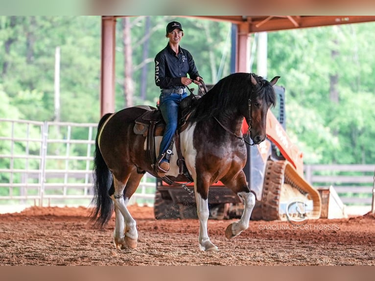 Friesen Wallach 4 Jahre 163 cm in Clover, SC