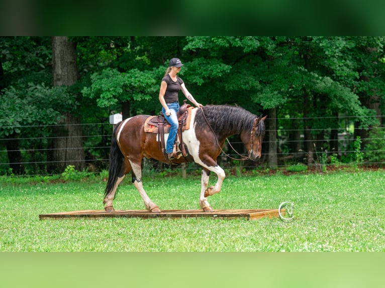 Friesen Wallach 4 Jahre 163 cm in Clover, SC