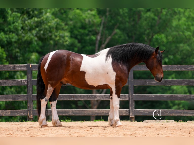 Friesen Wallach 4 Jahre 163 cm in Clover, SC