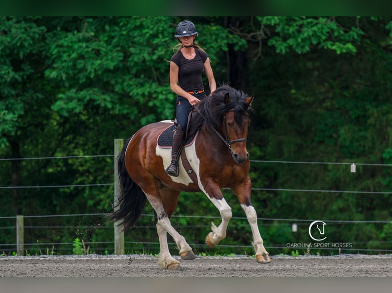 Friesen Wallach 4 Jahre 163 cm in Clover, SC