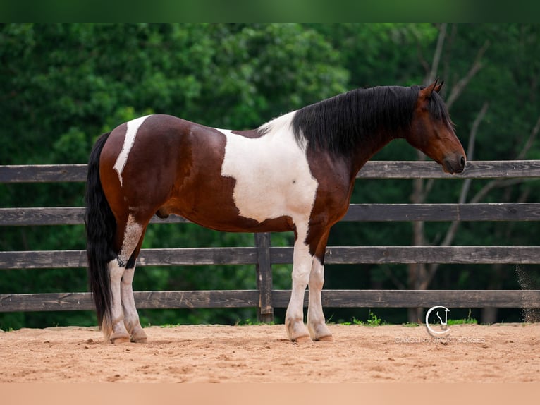 Friesen Wallach 4 Jahre 163 cm in Clover, SC