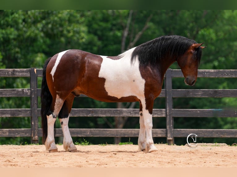 Friesen Wallach 4 Jahre 163 cm in Clover, SC