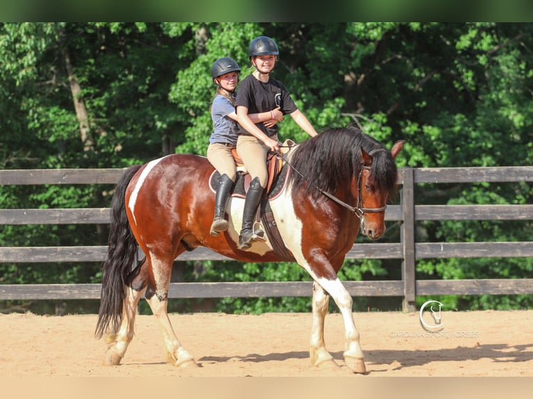 Friesen Wallach 4 Jahre 163 cm in Clover, SC