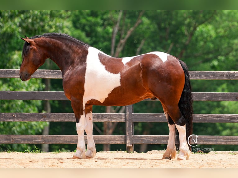 Friesen Wallach 4 Jahre 163 cm in Clover, SC