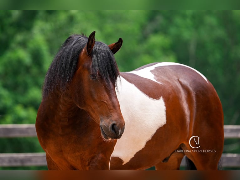 Friesen Wallach 4 Jahre 163 cm in Clover, SC