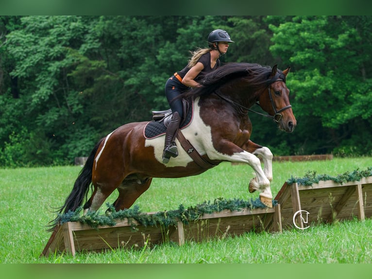 Friesen Wallach 4 Jahre 163 cm in Clover, SC