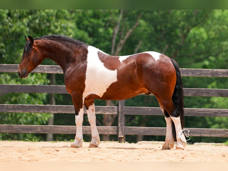 Friesen Wallach 4 Jahre 163 cm in Clover, SC