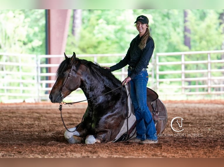 Friesen Wallach 4 Jahre 163 cm in Clover, SC