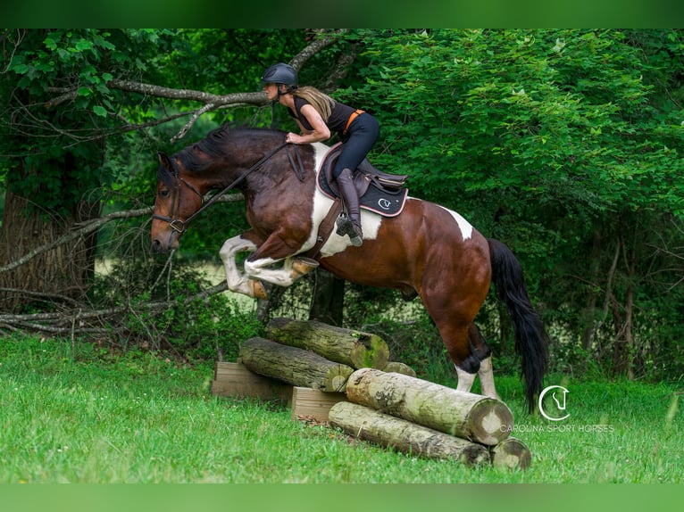 Friesen Wallach 4 Jahre 163 cm in Clover, SC