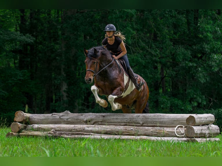 Friesen Wallach 4 Jahre 163 cm in Clover, SC