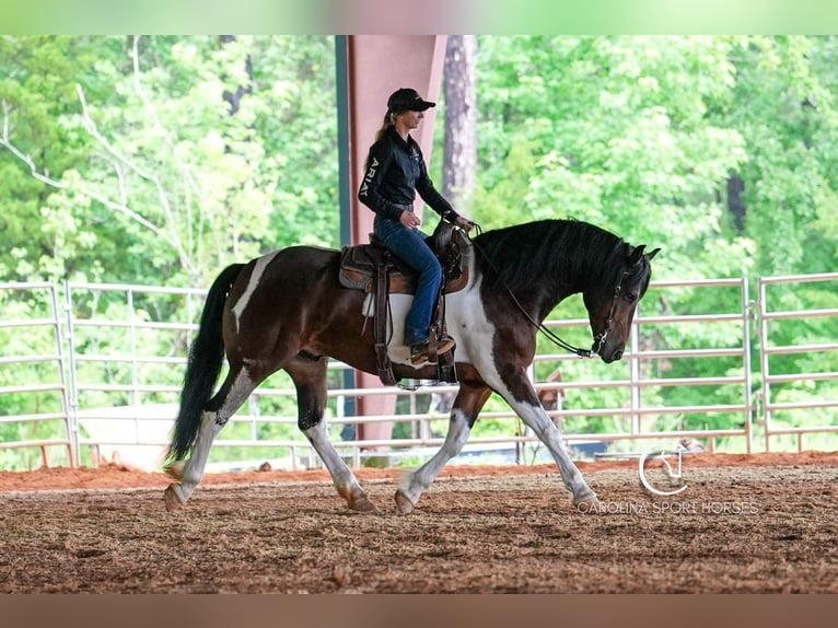Friesen Wallach 4 Jahre 163 cm in Clover, SC