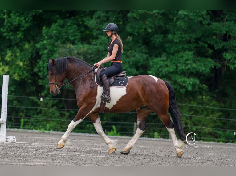 Friesen Wallach 4 Jahre 163 cm in Clover, SC