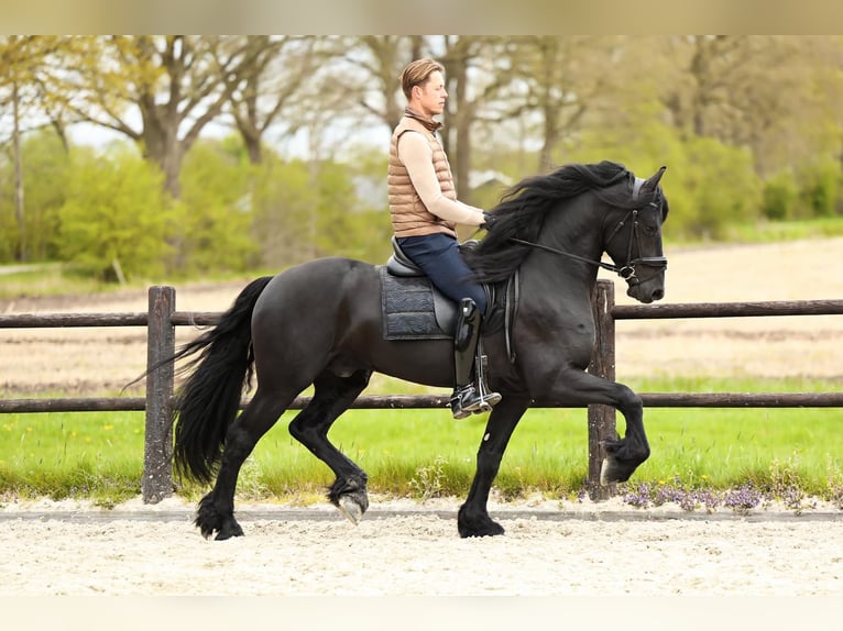 Friesen Wallach 4 Jahre 165 cm Rappe in Marum