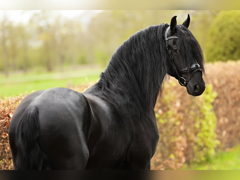 Friesen Wallach 4 Jahre 165 cm Rappe in Marum