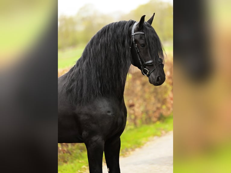 Friesen Wallach 4 Jahre 165 cm Rappe in Marum