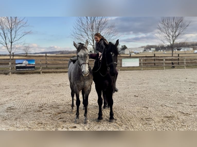 Friesen Mix Wallach 4 Jahre 165 cm Rappe in Gap